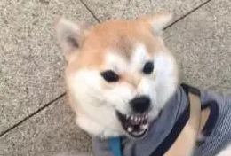 从背背佳到好记星再到小罐茶,从背背佳到小罐茶营销