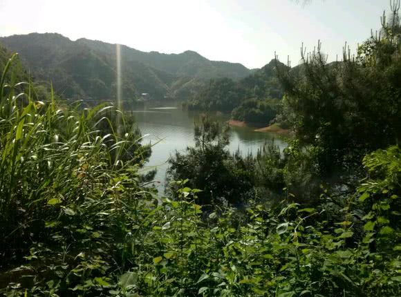 猪肝钓甲鱼真有那么神奇吗,猪肝钓甲鱼放在水里几个小时有效