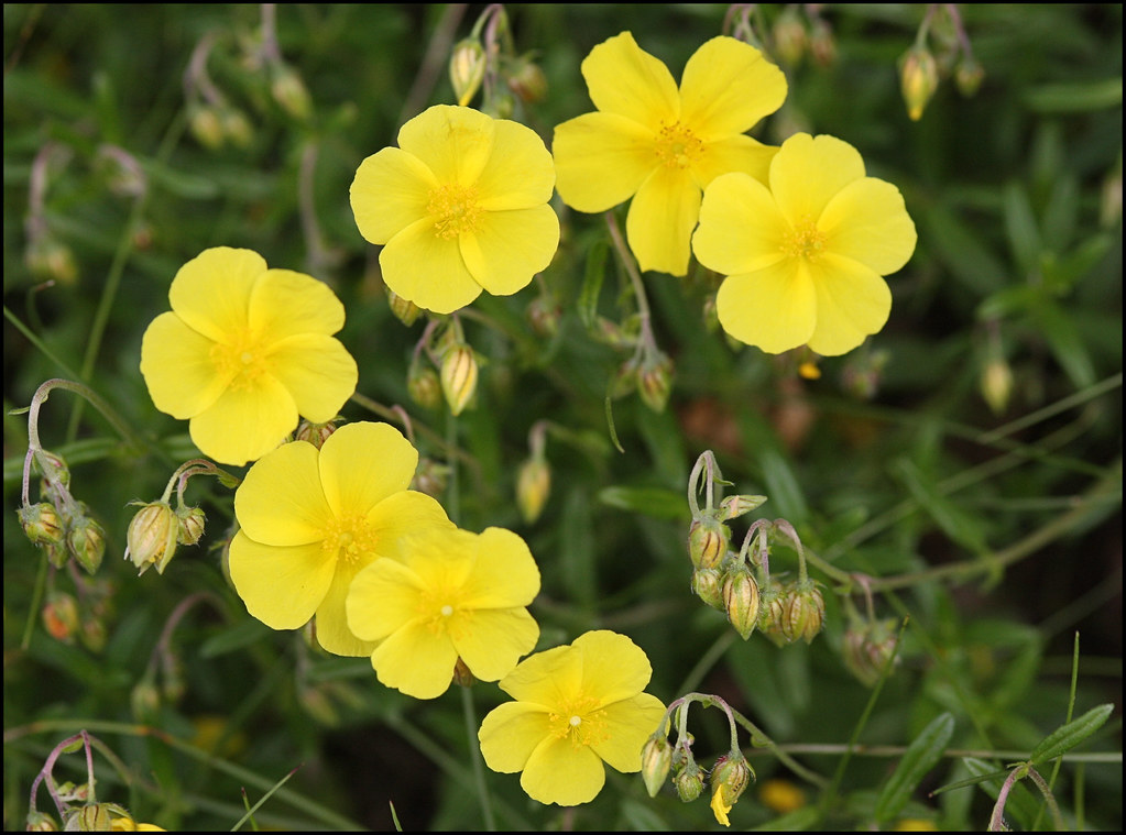 生日鲜花用哪几种花,代表友谊长存和生日快乐花语的花