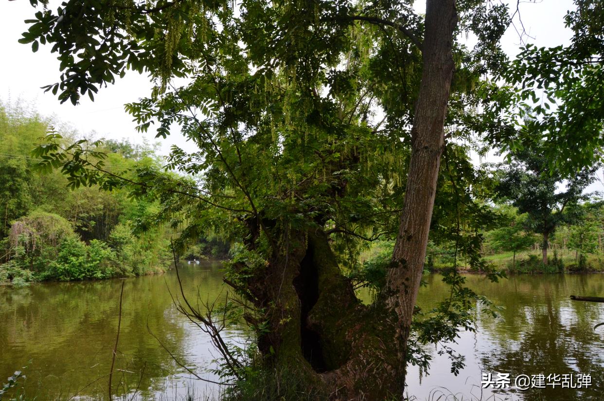 仁寿石咀的小石堰,浓浓的乡愁理不乱也剪不断