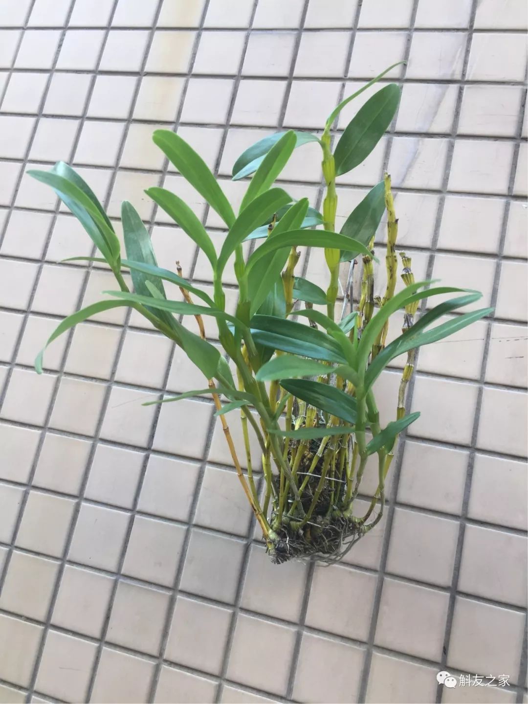 石斛兰烂根全部腐烂怎么办,石斛兰花烂根要怎么挽救