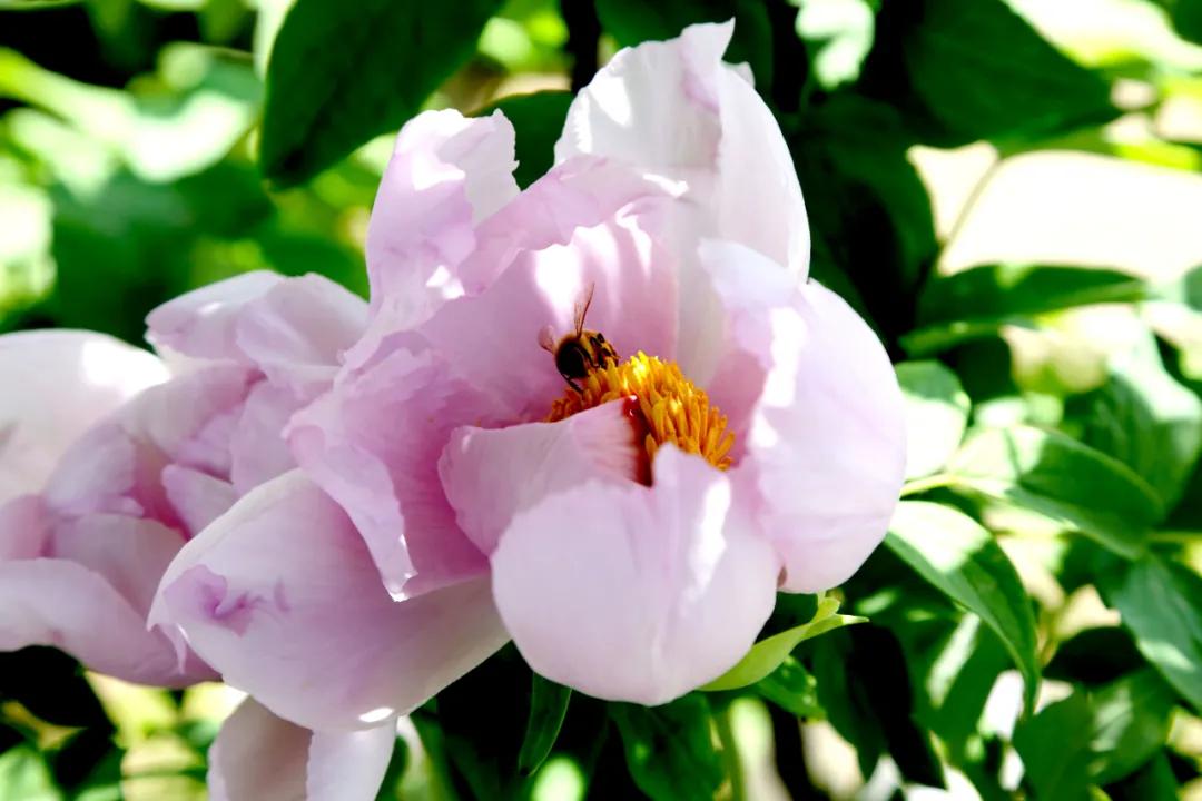 朝阳赏花攻略（建议收藏）