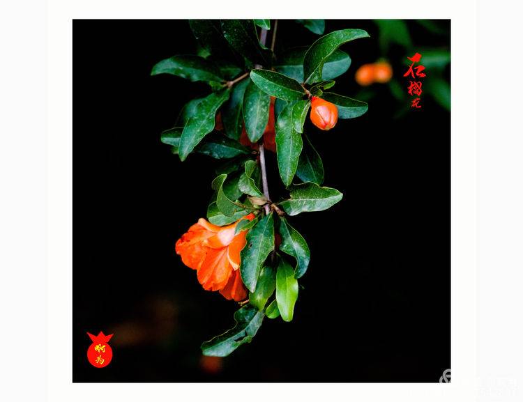 石榴花古诗词唯美,石榴花古诗词