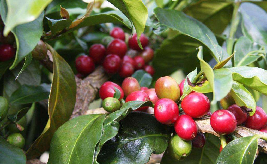 菠萝茉莉花咖啡豆,茉莉花香咖啡豆推荐