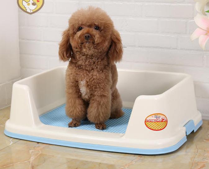 常对泰迪犬做这6件事益处多多,泰迪犬最怕的五种惩罚是什么