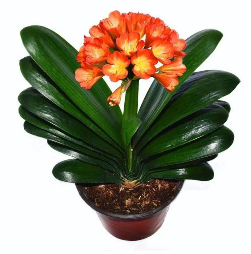 君子兰花不长新叶不开花怎么办呢,君子兰不长新叶的原因及解决方法