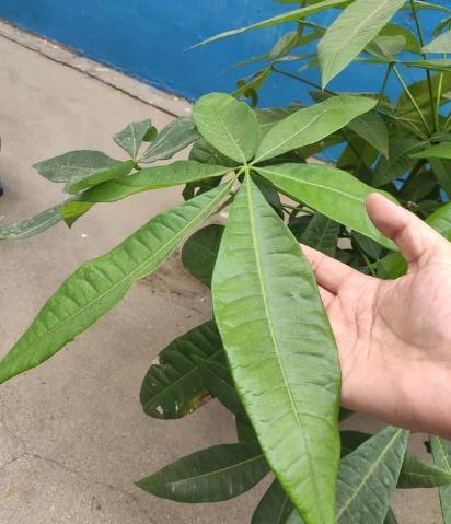 发财树黄叶多严重怎么处理,发财树黄叶怎么补救最佳方法