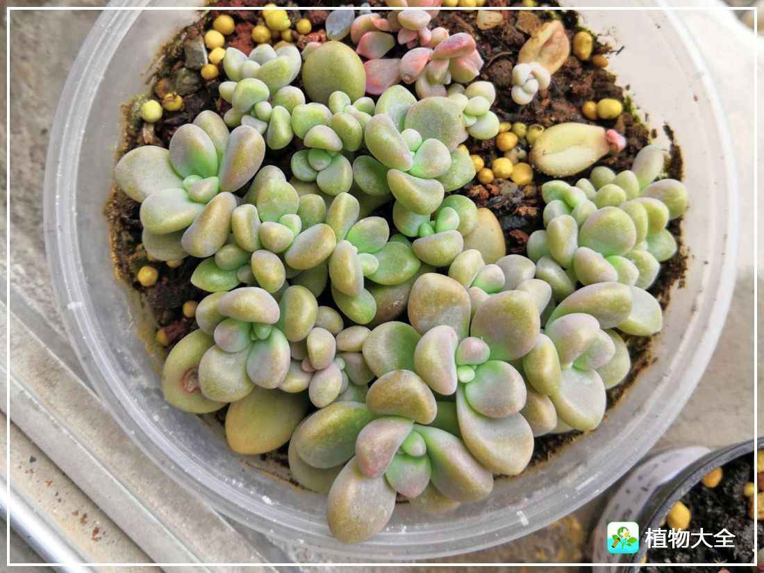 多肉植物艾伦视频,多肉植物艾伦价位