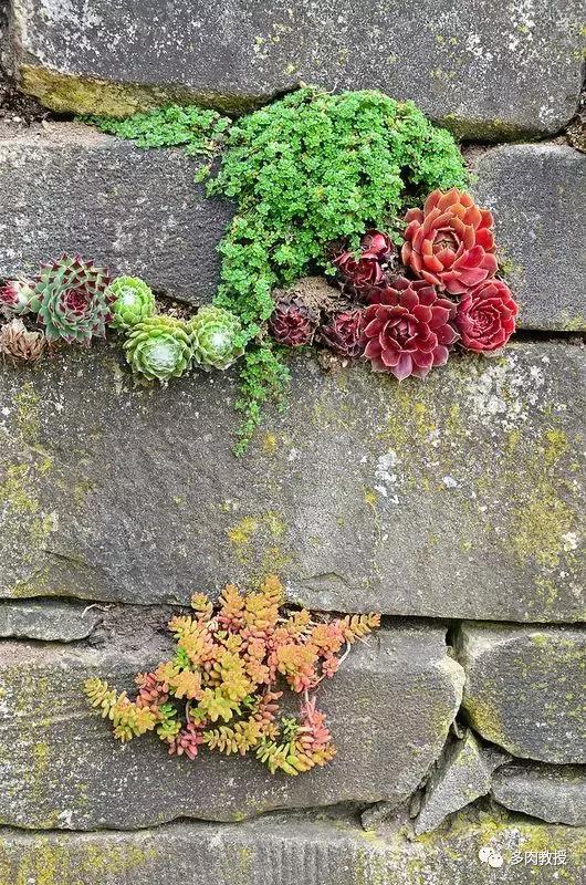 多肉发黄变软的叶子应怎么处理,多肉叶子发软发黄是什么原因呢