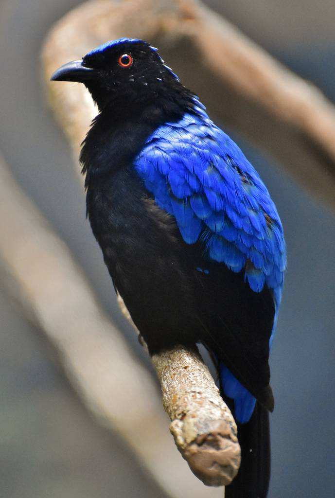 上帝和知更鸟,知更鸟为什么叫上帝之鸟