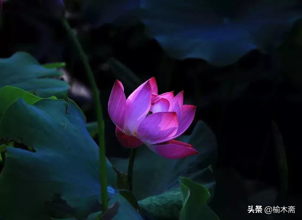 夏夜诗词佳句：松间小槛接波平，月澹烟沉暑气清