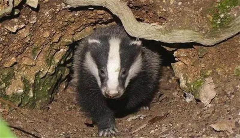 太行犬vs各大猛犬,太行犬vs虎斑犬