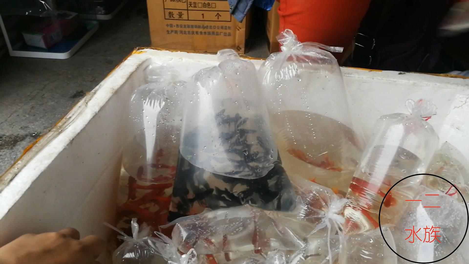 孔雀鱼10元一对成鱼,观赏鱼早市买孔雀鱼视频