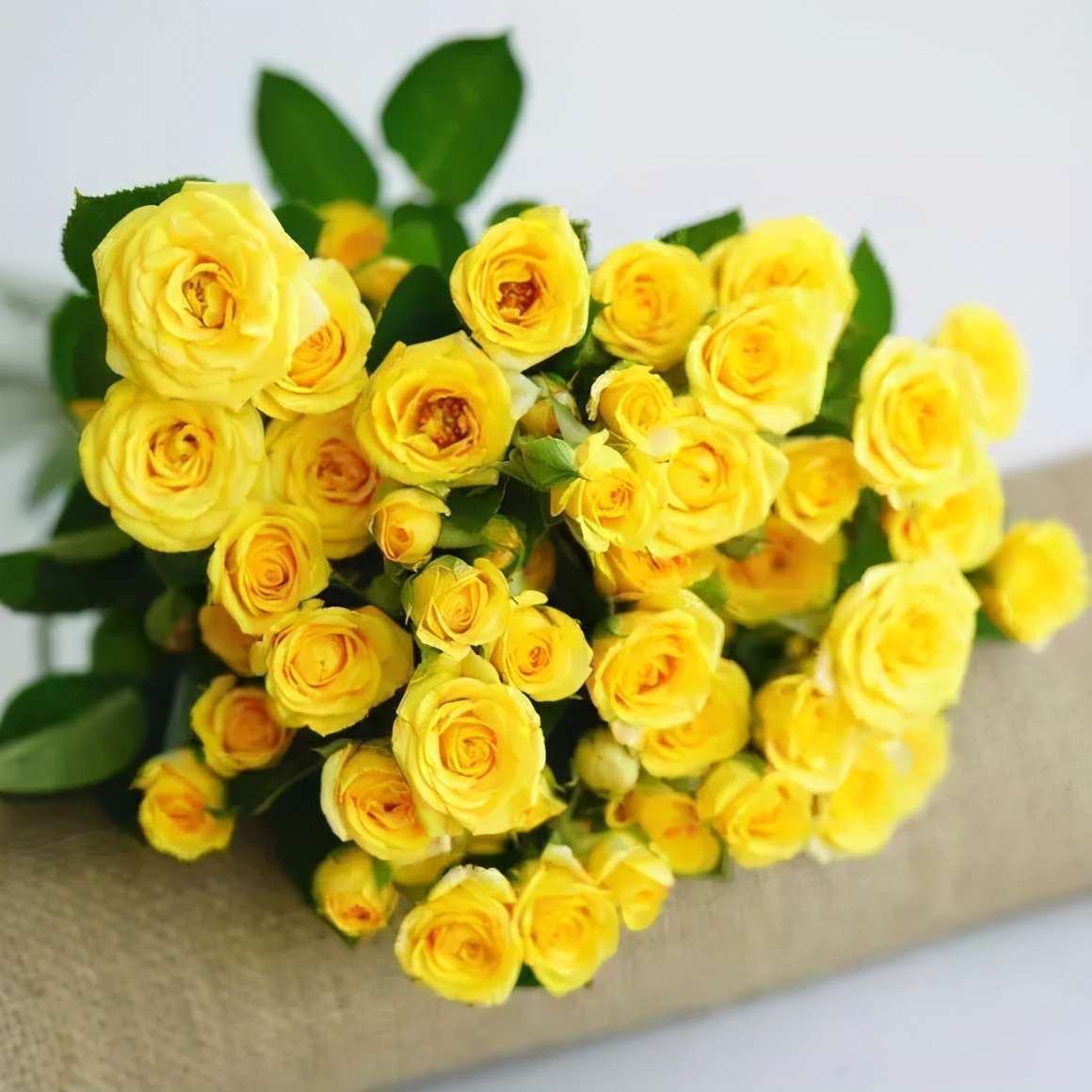 花店必备的5款玫瑰,花店常用的10款玫瑰花是哪些品种