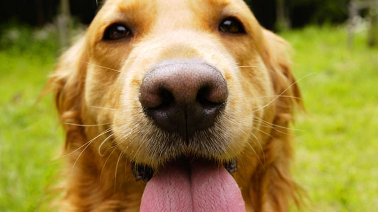 家里狗狗爱咬人怎么处理,家里狗狗爱乱叼东西怎么管