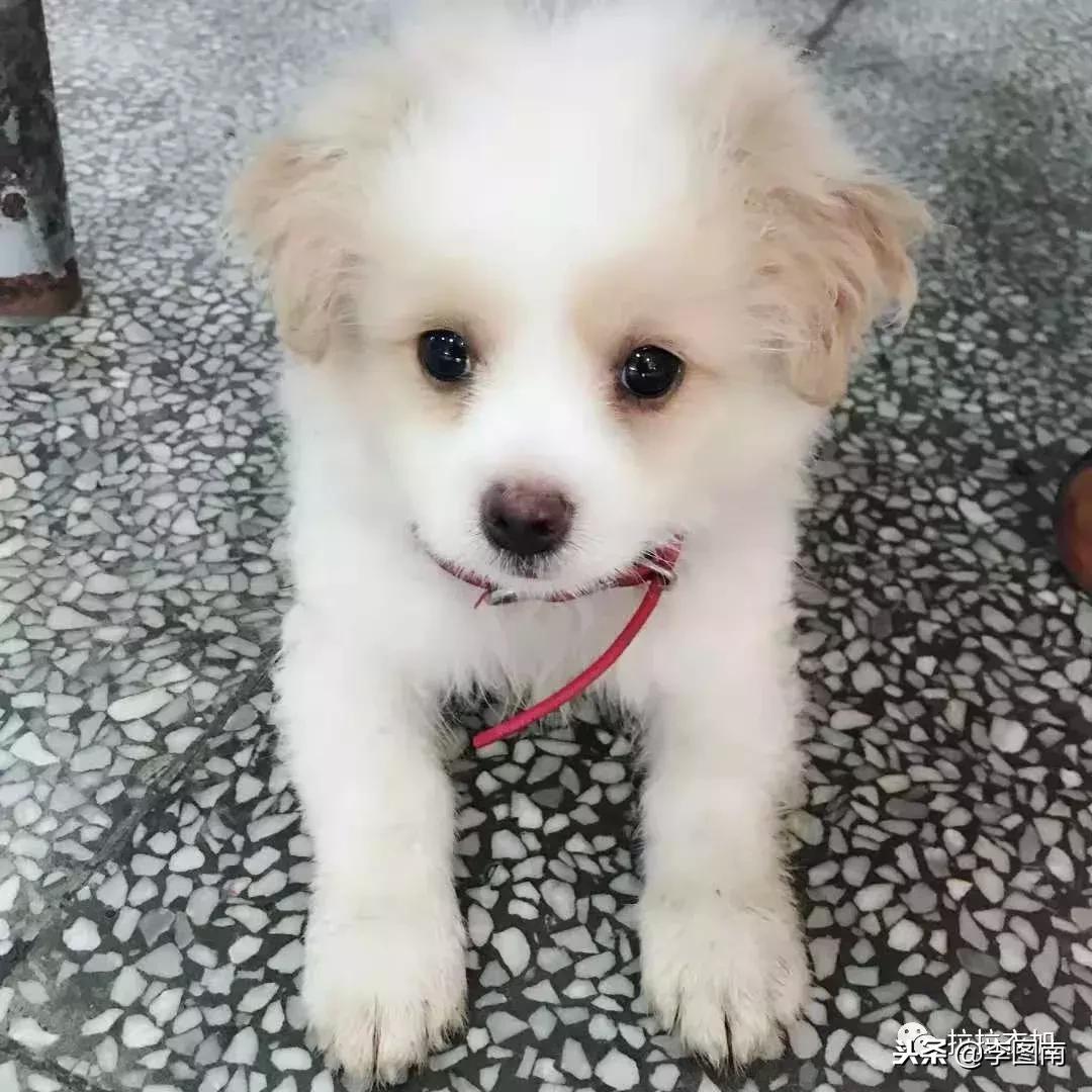 不小心踩到小狗狗了会受伤吗,不小心踩到狗狗嗷嗷叫它会怪你吗