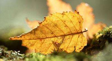 冬天混油泛红起皮敏感用什么面膜,秋天用水乳还是用面膜呢