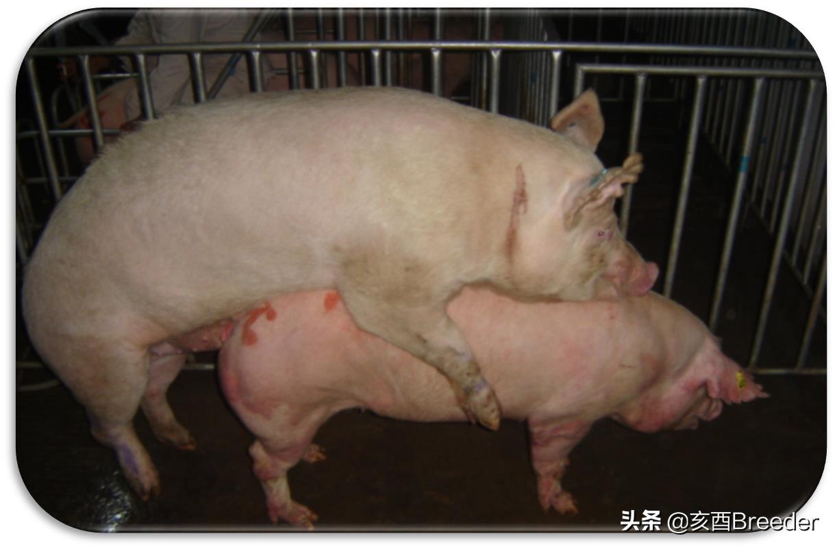 母猪发情鉴定及最佳配种时间判断,养母猪必会发情鉴定和适时配种