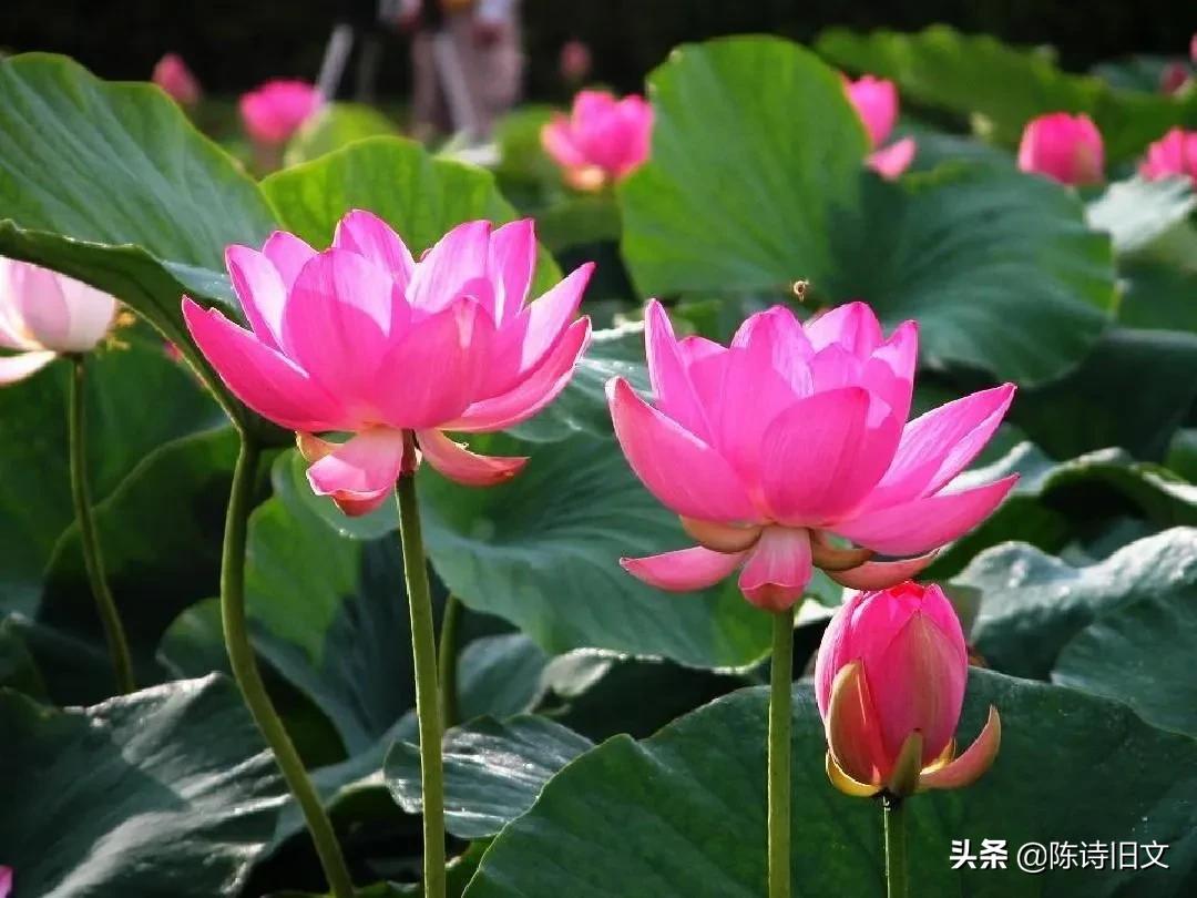 杨万里游西湖赏荷花,杨万里关于荷花的经典诗句