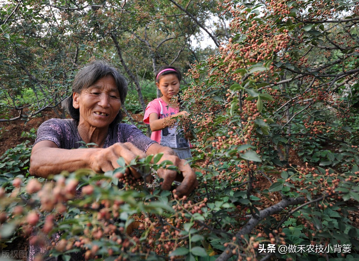 怎样种植花椒成活率高,花椒树怎样种植最好