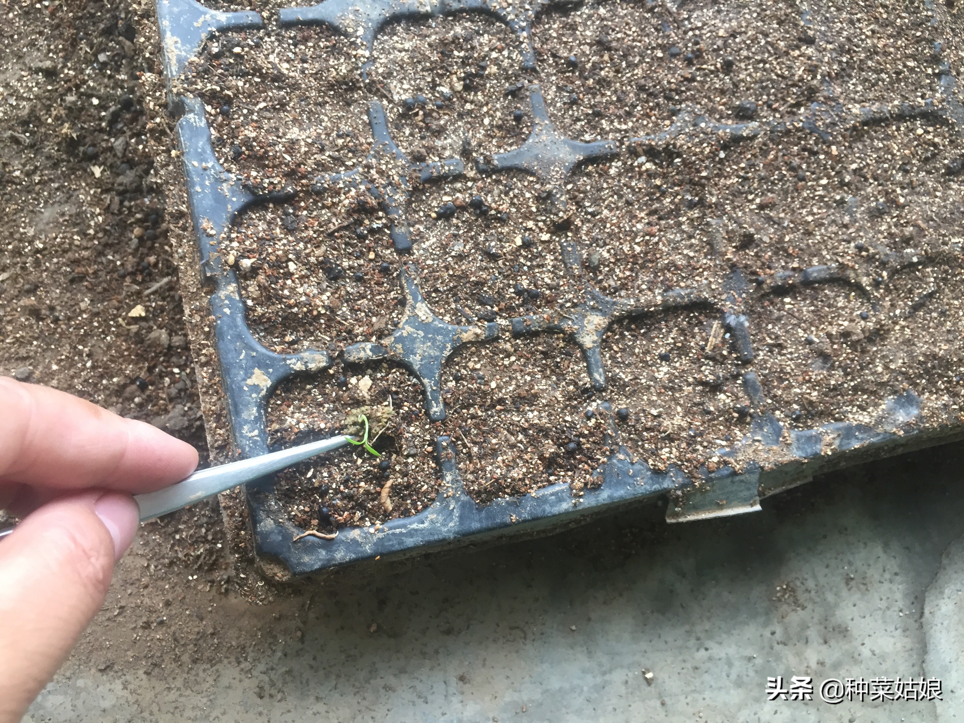 种菜小苗又细又长怎么处理,种菜出苗太多怎么办