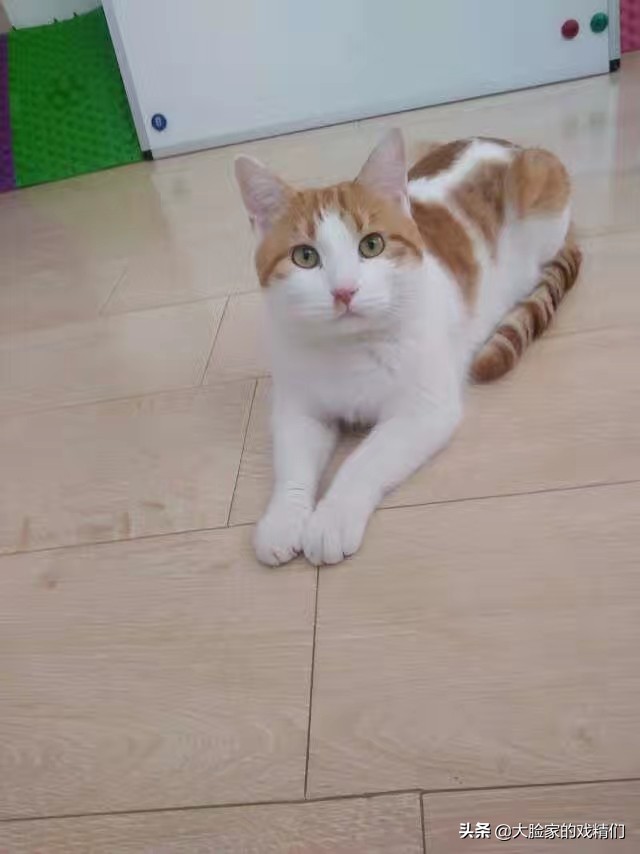 你这样的白橘猫，叫我怎能不爱？