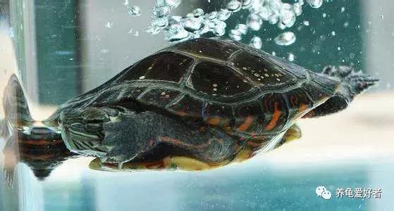 新手一定要知道的养龟技巧,养乌龟的经验总结