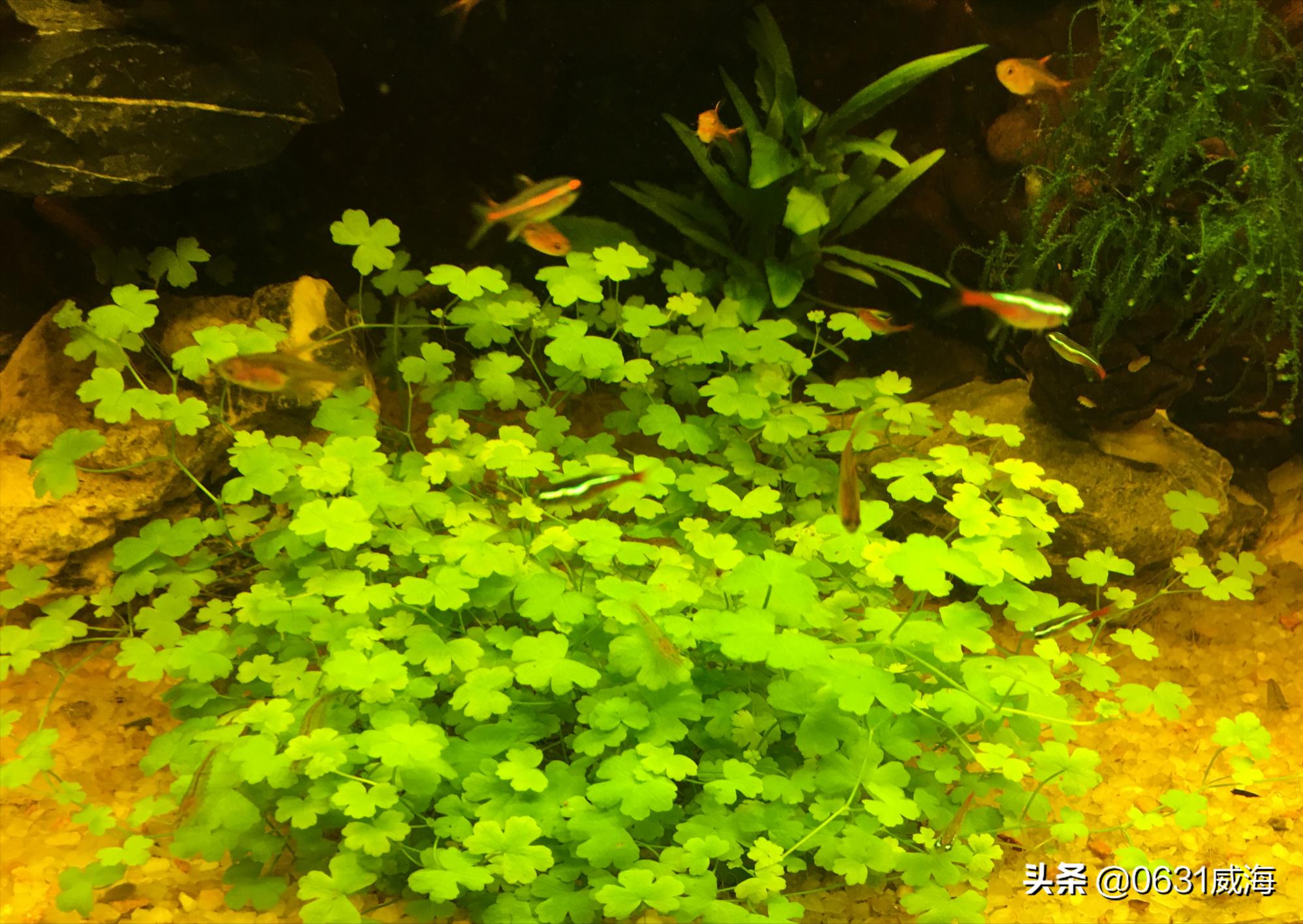 鱼缸里的死鱼,鱼缸一旦发现有死鱼怎么处理