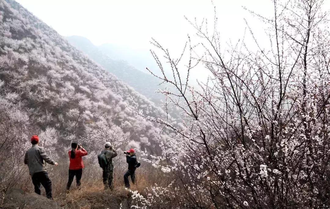 京郊最美的十大花海,京郊这些浪漫花海惊艳初秋的北京