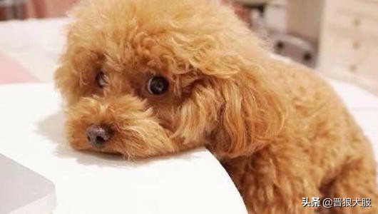 适合家庭饲养的宠物犬推荐,好饲养的小型宠物犬推荐