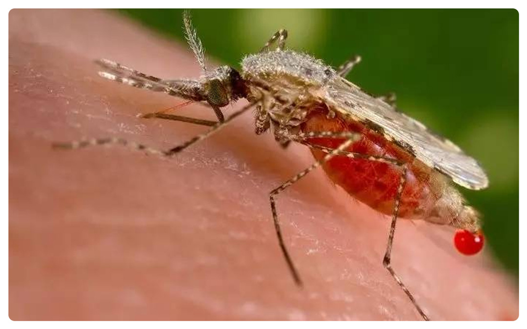 安娜：艾玛，我可能舔过蚊子的尿