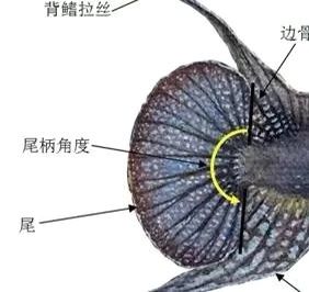 圆尾斗鱼能和泰国斗鱼杂交吗,圆尾斗鱼观赏鱼
