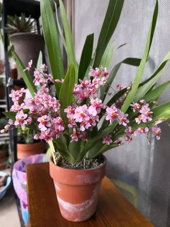 哪种兰花易开花又好养,最容易开花的兰花一年开多次