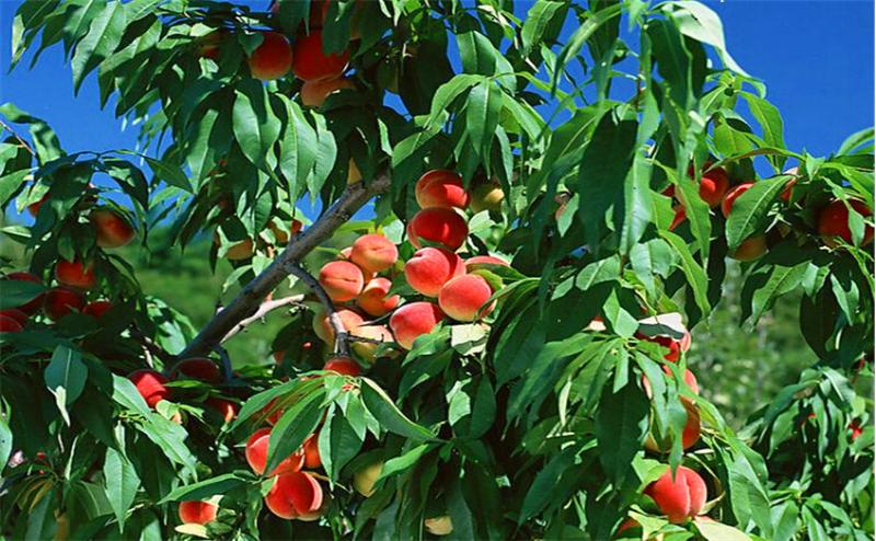 桃树根癌病并不难治,只要你这样来做,保证来年有产量