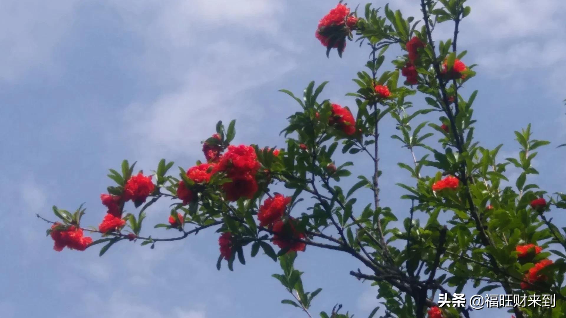 6月5号芒种,2018年6月6日芒种