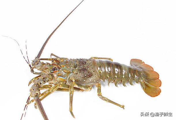 全国十大海鲜排名,中国海鲜十大产地排名最新