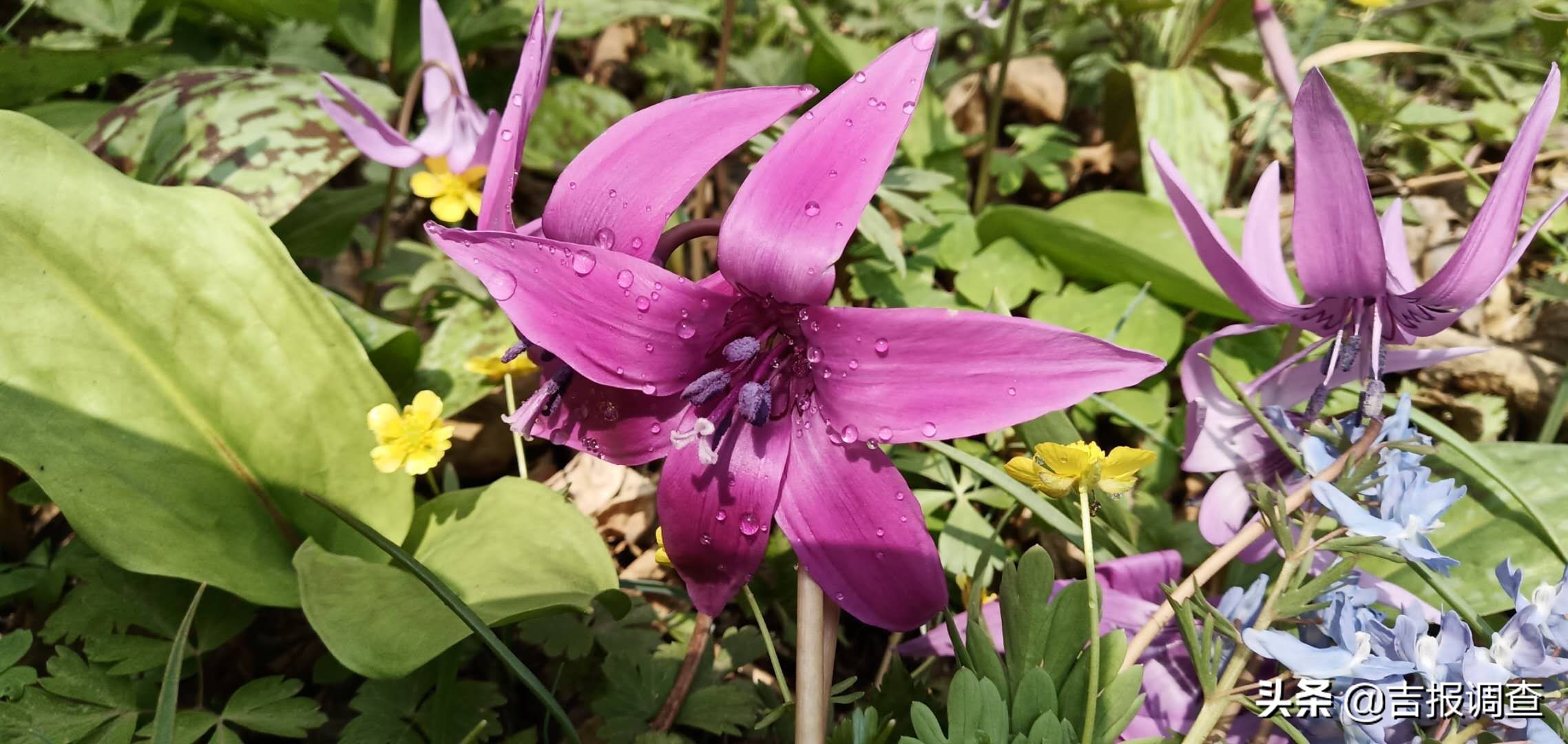 竞相怒放的猪牙花把靖宇所有的山坡装点得妩媚动人！