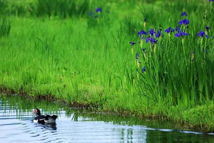 昆明大理腾冲瑞丽芒市六日游,瑞丽芒市腾冲四飞六日游