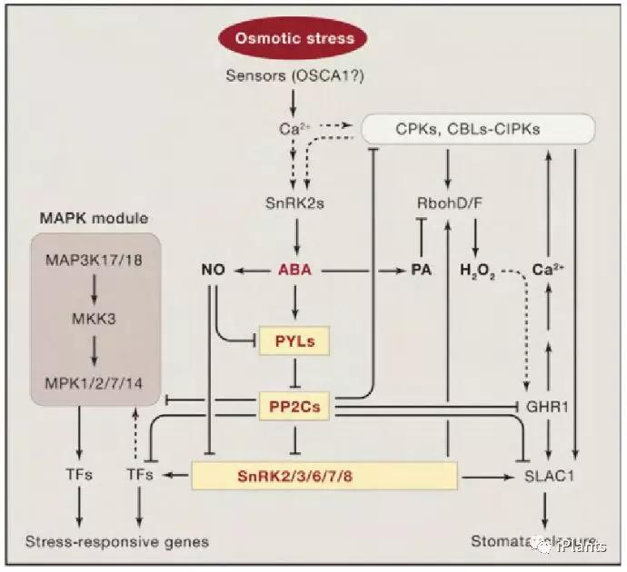 Cell朱健康院士综述植物非生物胁迫信号转导