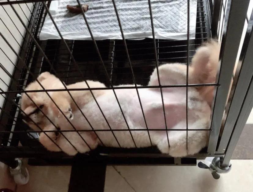 天下第一帅,天下第一帅英语