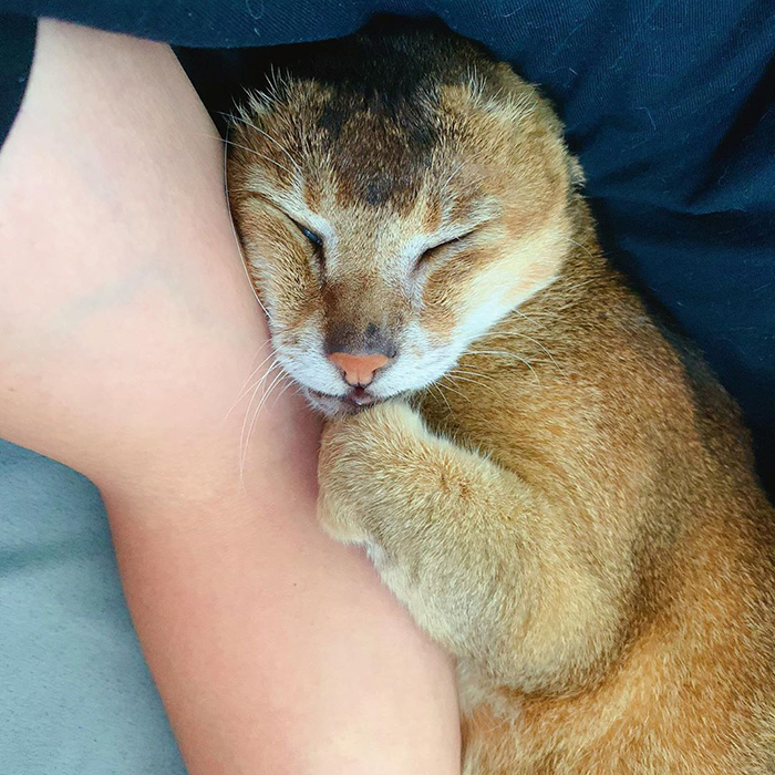 奥利给小猫,哆啦a梦没耳朵的猫咪