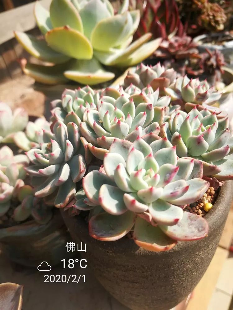 一杯清茶一道暖阳,一杯清茶温暖的时光