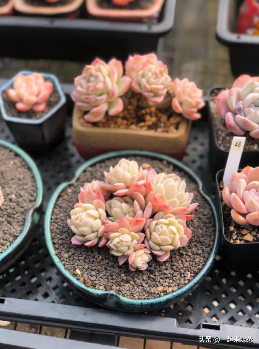 多肉冰莓好养吗,养冰玉多肉的正确方法