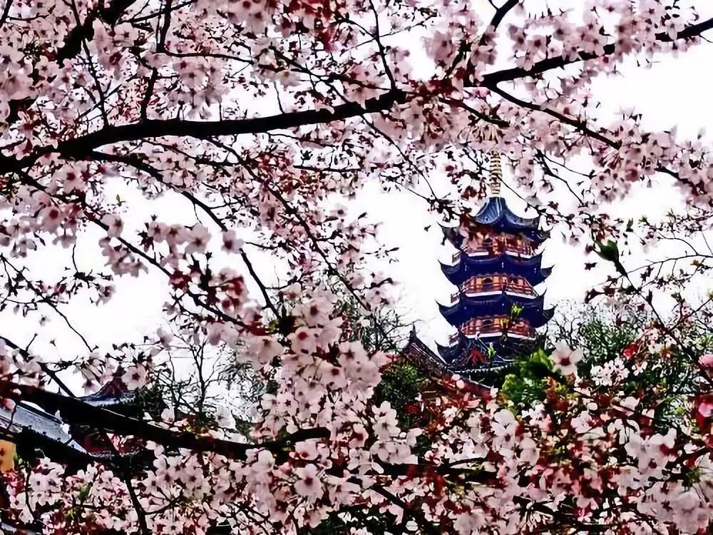 南朝四百八十寺视频,南朝第一大寺鸡鸣寺