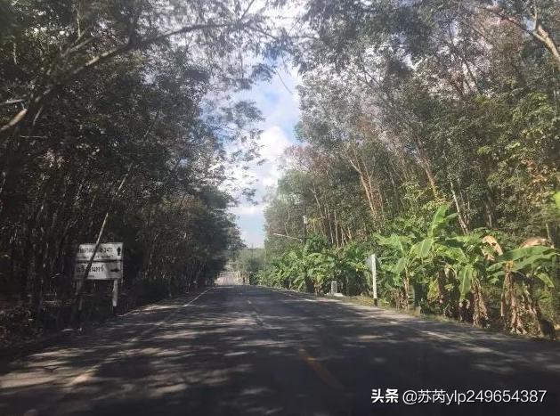 泰国天然乳胶大揭秘,泰国天然乳胶正品