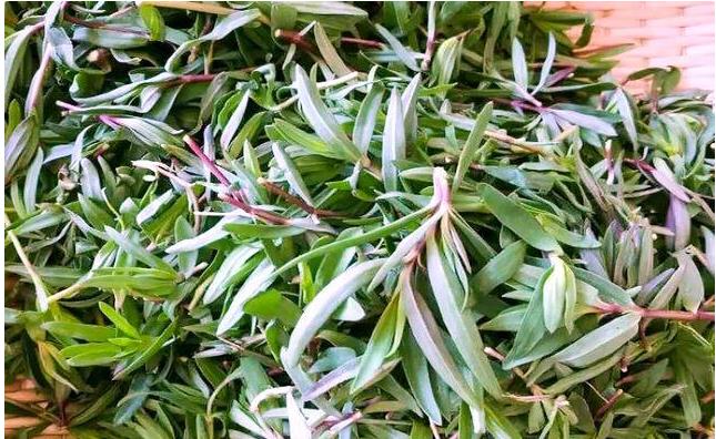 乳山采摘野菜山蚂蚱,泌阳有山蚂蚱这种野菜吗