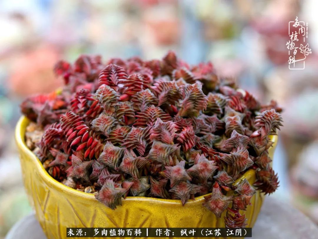 春有约，花不误，多肉与春天有个约会