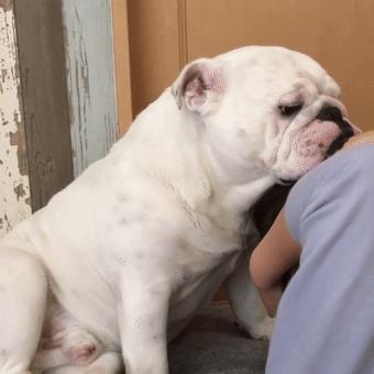 斗牛犬这么笨为什么这么多人喜欢,斗牛犬又脏又臭为什么有人喜欢