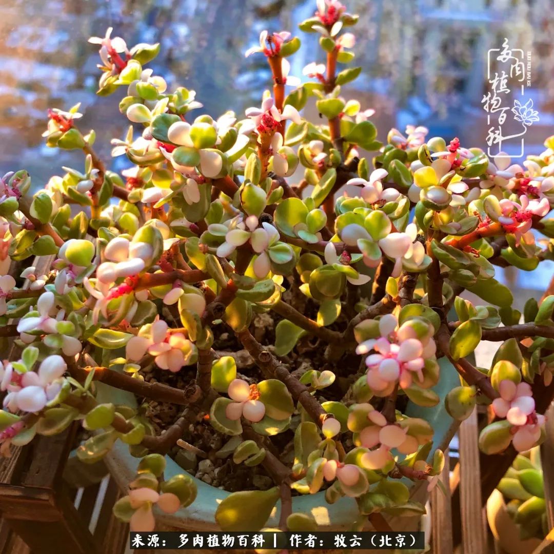 日常生活中常见的多肉植物,多肉植物神奇之处