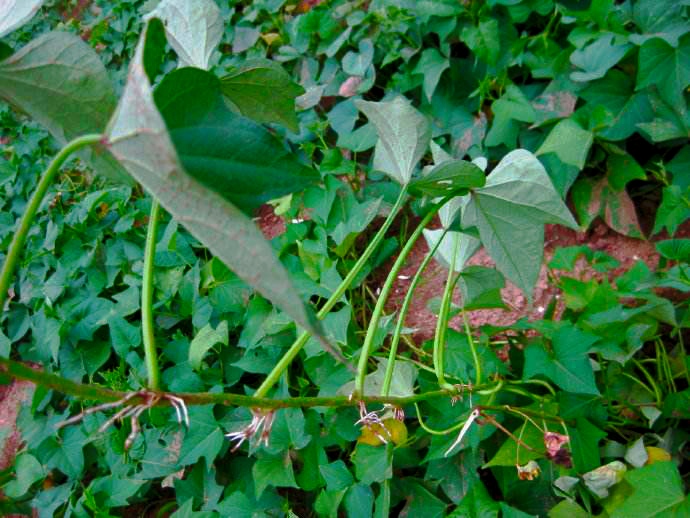 红薯翻蔓是增产还是减产,红薯为什么要翻蔓